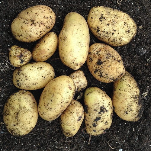 Estima Potato Seed